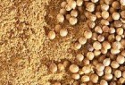 CORIANDOLO FRUTTI POLVERE